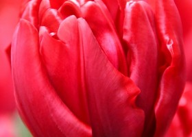 Tulipa Presto (4)